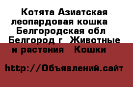 Котята.Азиатская леопардовая кошка. - Белгородская обл., Белгород г. Животные и растения » Кошки   